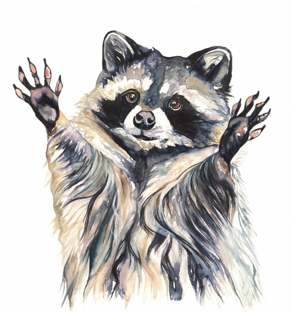 Raccoon Print