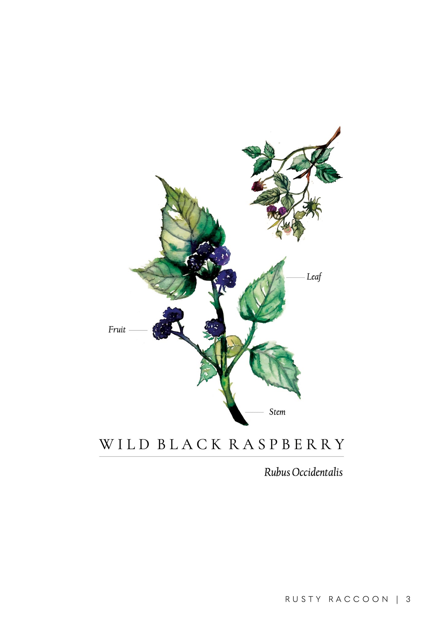 watercolor illustration of a wild black raspberry bush, with scientific labeling