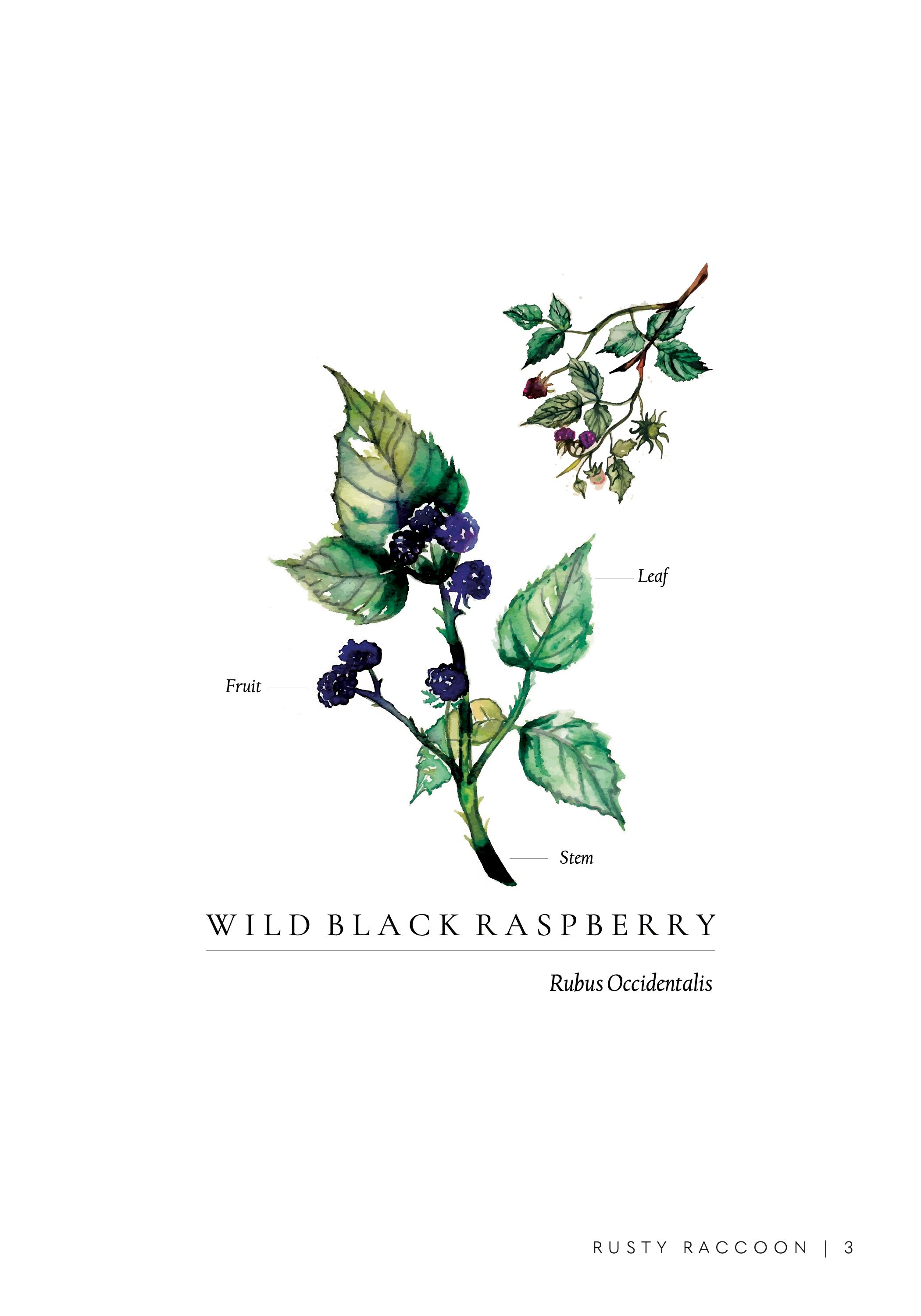watercolor illustration of a wild black raspberry bush, with scientific labeling